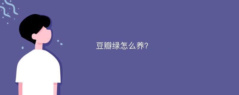 豆瓣绿怎么养？